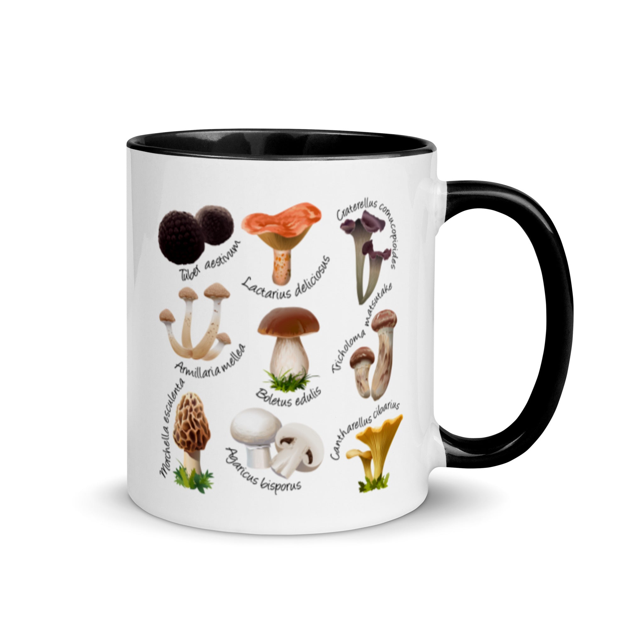Mushrooms & Fungi Colored Coffee Mugs, 11oz